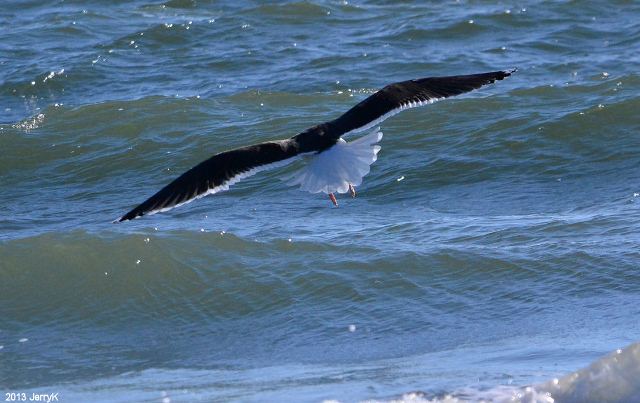 Great Black-backed Gull