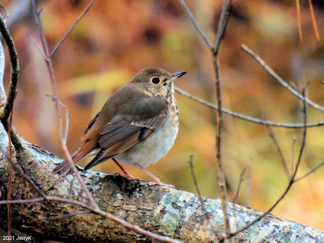 Hermit Thrush