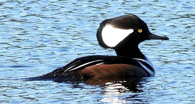 Hooded Merganser