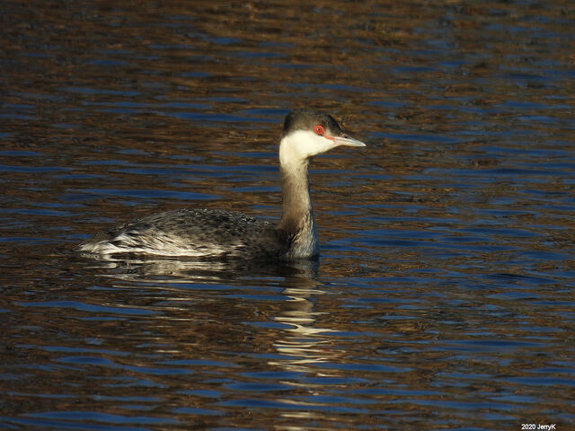 Horned Grebe