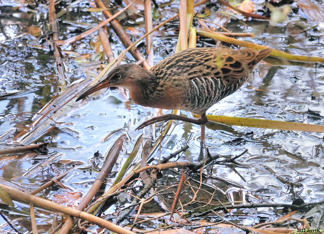 King Rail