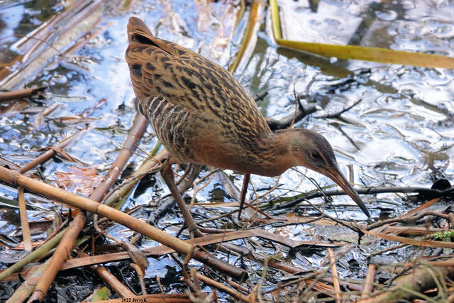 King Rail