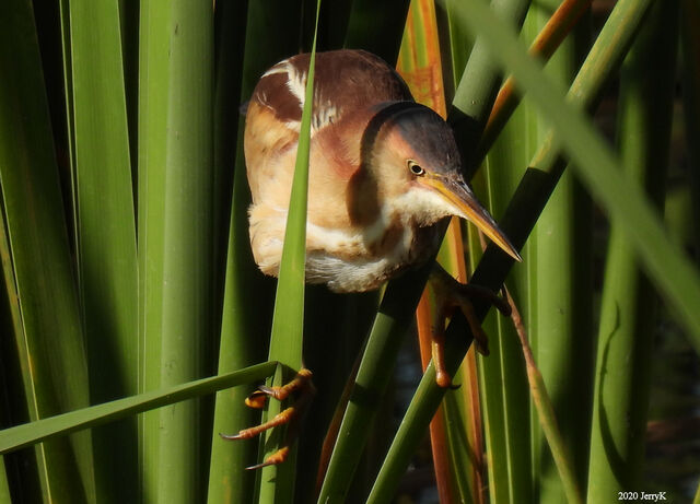 Least Bittern