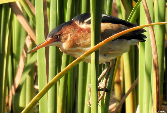 Least Bittern