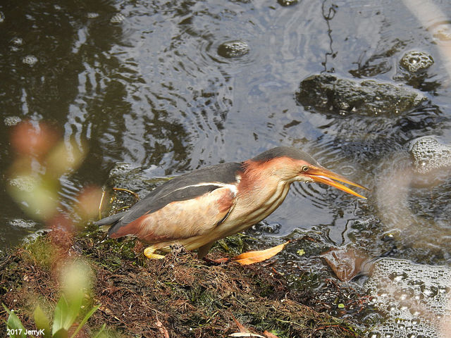 Least Bittern