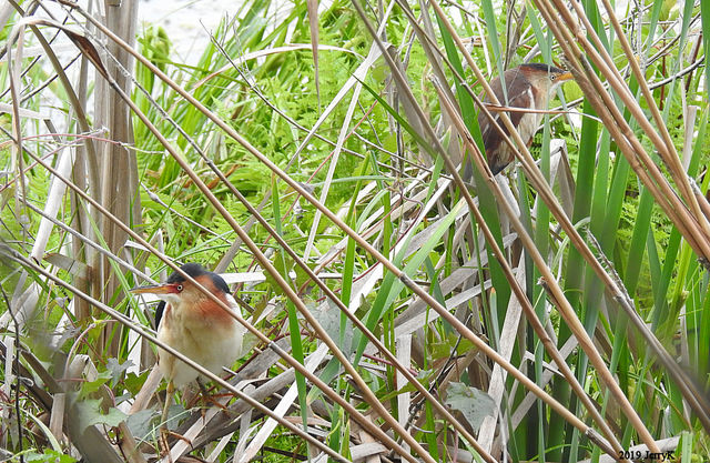 Least Bittern