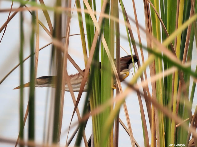 Least Bittern