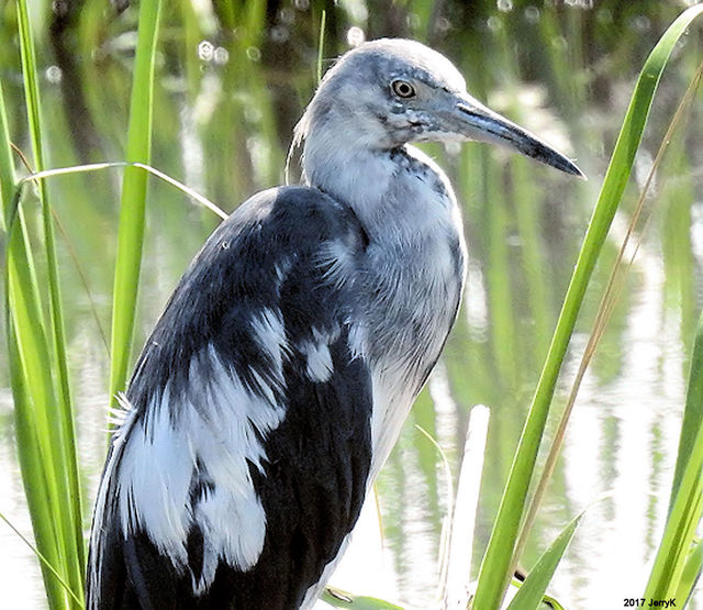 Little Blue Heron