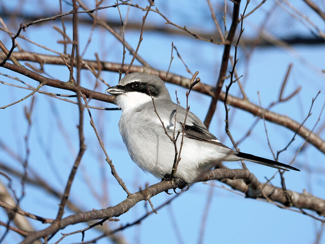 Loggerhead Shrike