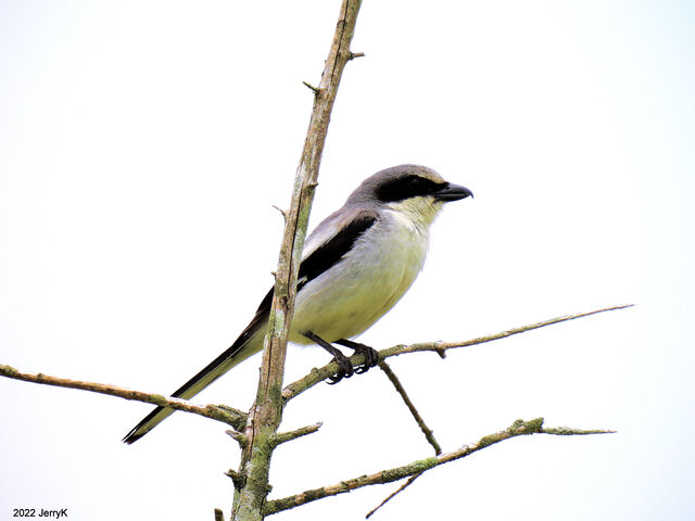 Loggerhead Shrike