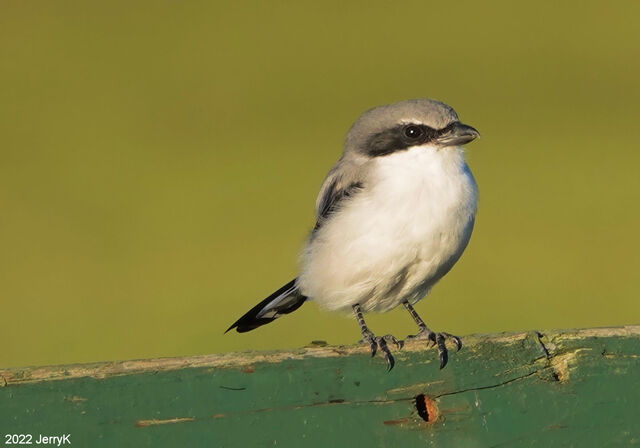 Loggerhead Shrike