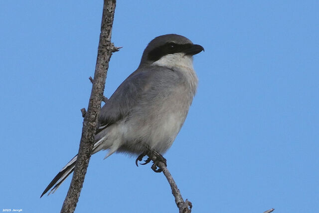 Loggerhead Shrike