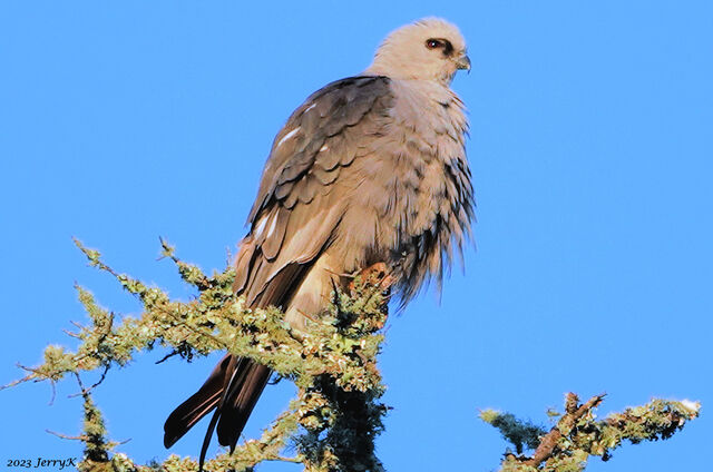 Mississippi Kite