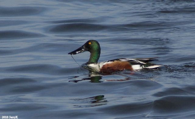 Northern Shoveler