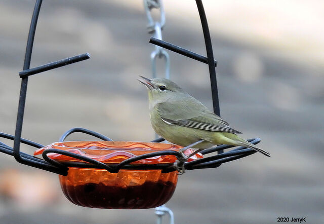 Orange-crowned Warbler