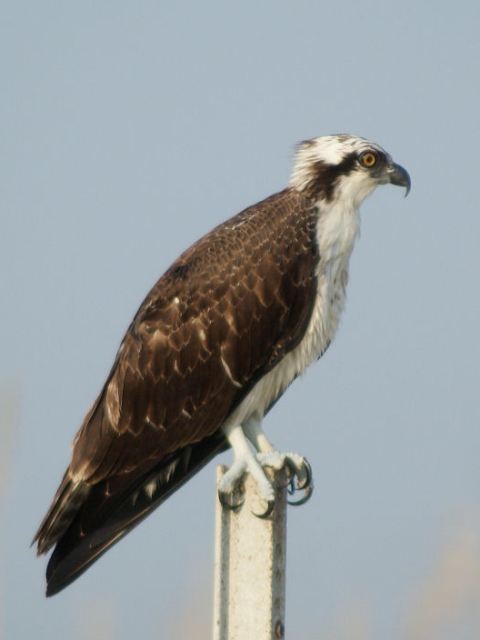 osprey taxonomy