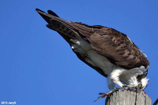 Osprey