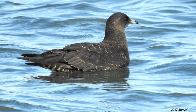 Parasitic Jaeger