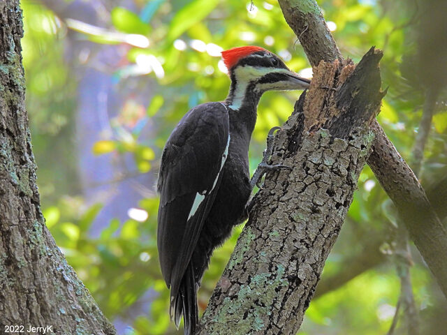 Pileated Woodpecker