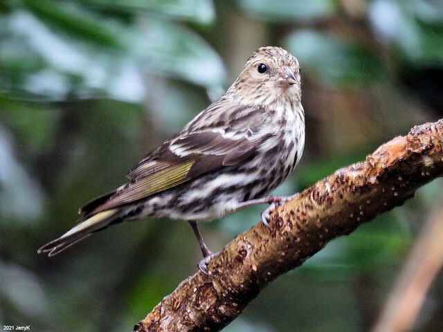 Pine Siskin