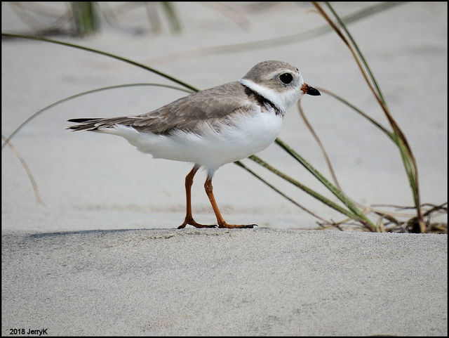 Piping Plover