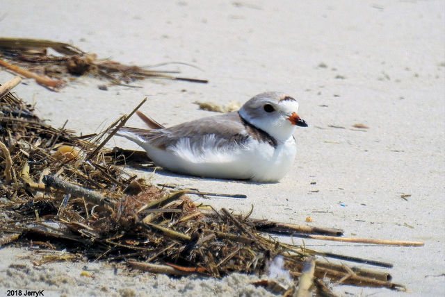 Piping Plover