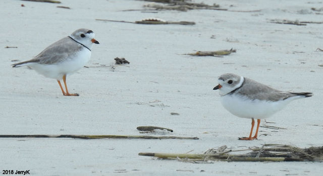 Piping Plover