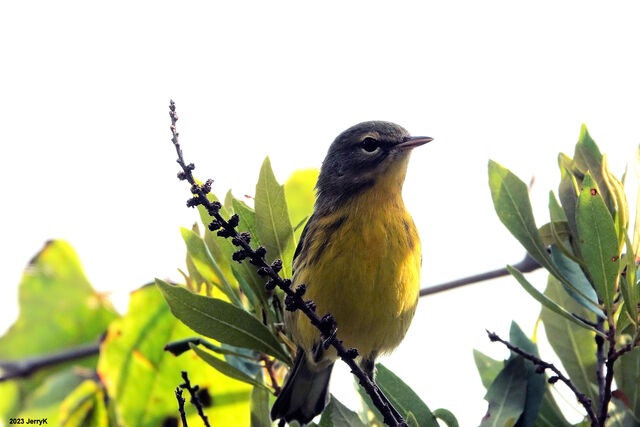 Prairie Warbler