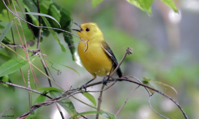 Prothonotary Warbler