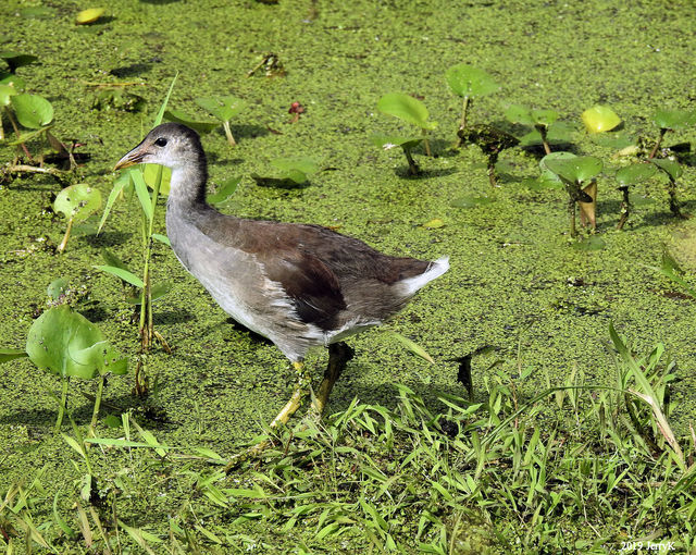 Purple Gallinule