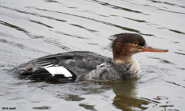 Red-breasted Merganser