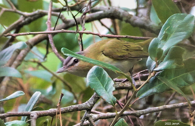 Red-eyed Vireo