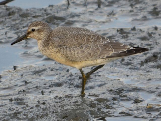 Red Knot