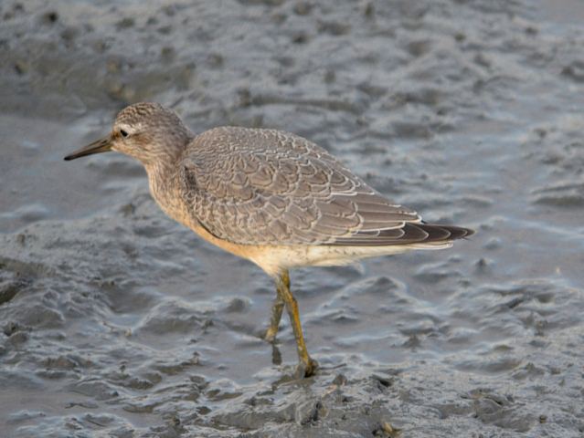 Red Knot