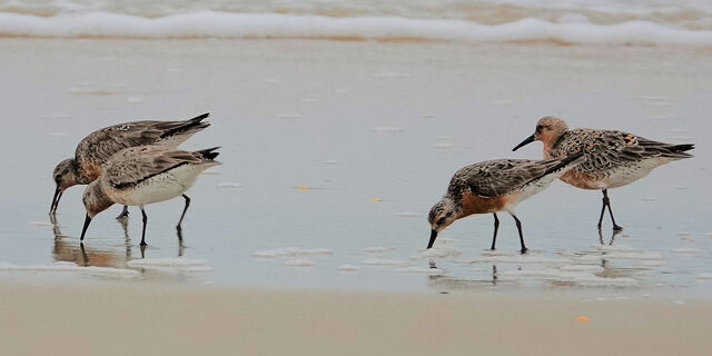 Red Knot