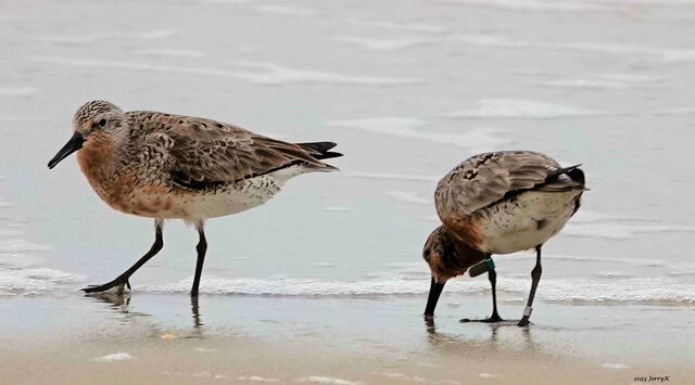 Red Knot