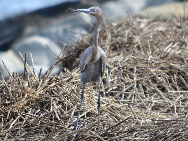 Reddish Egret