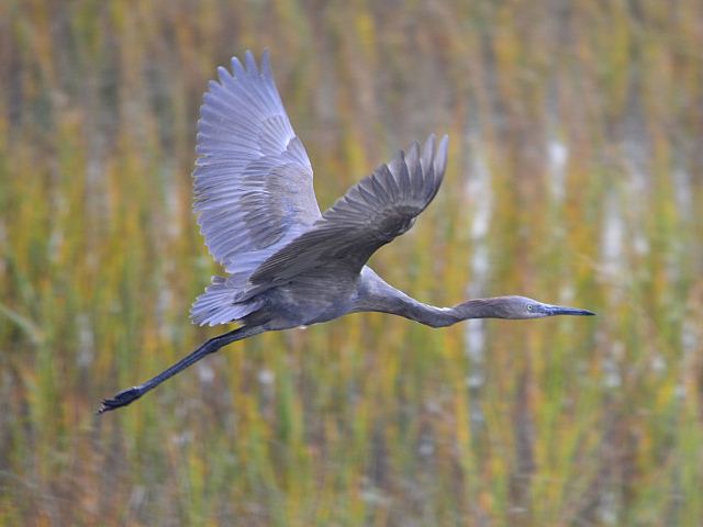 Reddish Egret