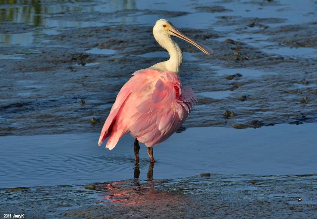 Roseate Spoonbills