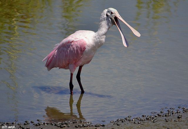 Roseate Spoonbills