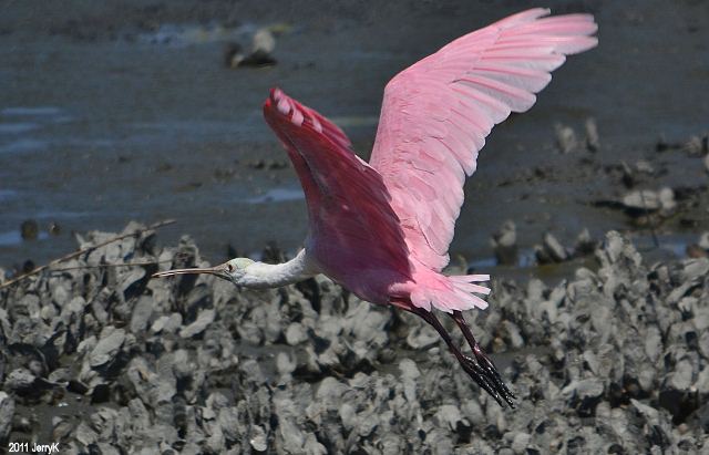 Roseate Spoonbills