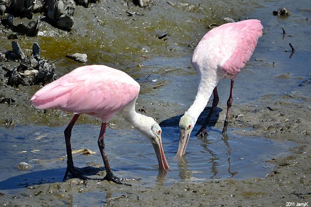 Roseate Spoonbills