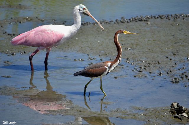 Roseate Spoonbills