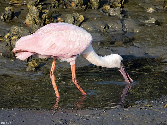 Roseate Spoonbill