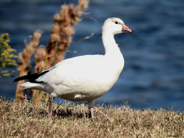 Ross's Goose