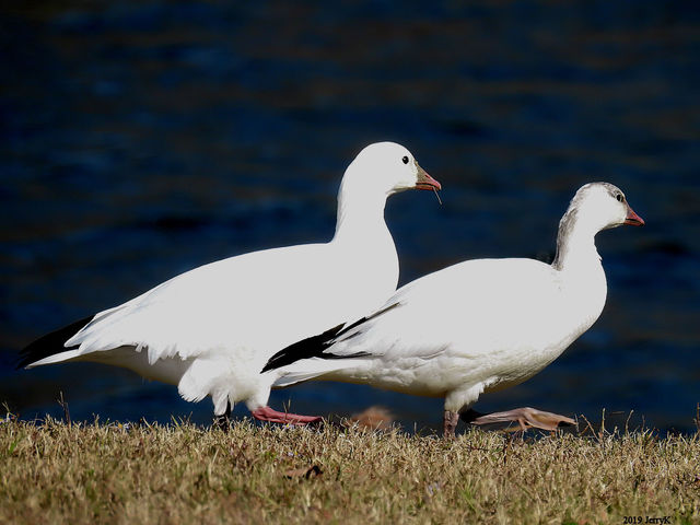 Ross's Goose