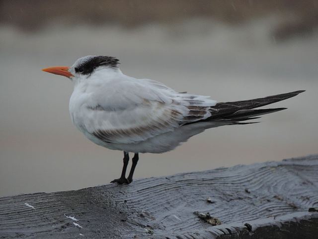 Royal Tern