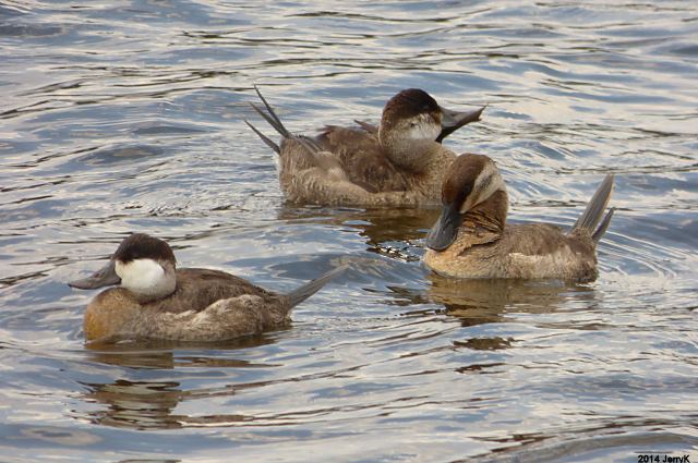 Ruddy Ducks