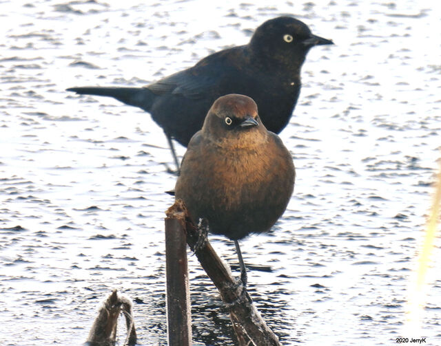 Rusty Blackbird