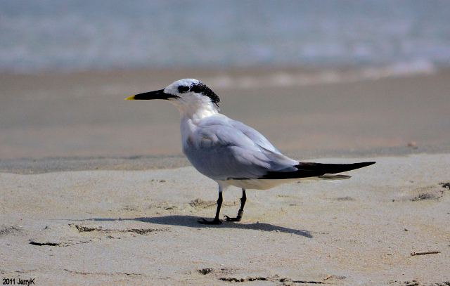 Sandwich Tern